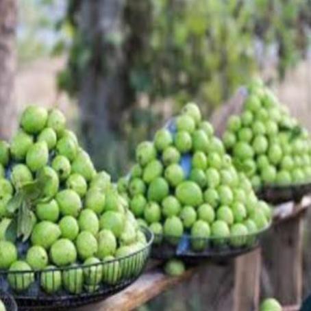 Cây giống ổi bốn mùa ổi găng