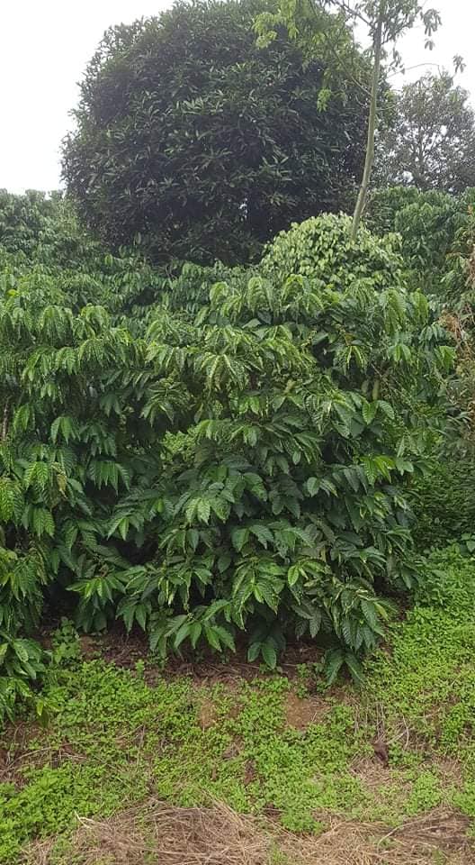 Cây cà phê giống cấy mô phù hợp mọi loại đất (cửa hàng cây giống f1)