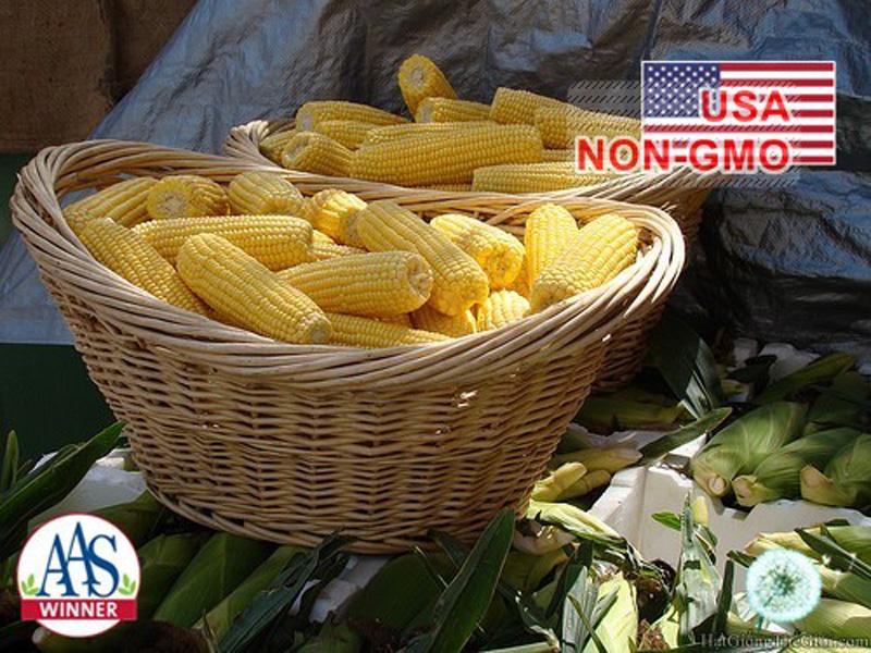 2Gr Hạt Giống Bắp Mỹ Honey (A1.404| A7*W54*M157)