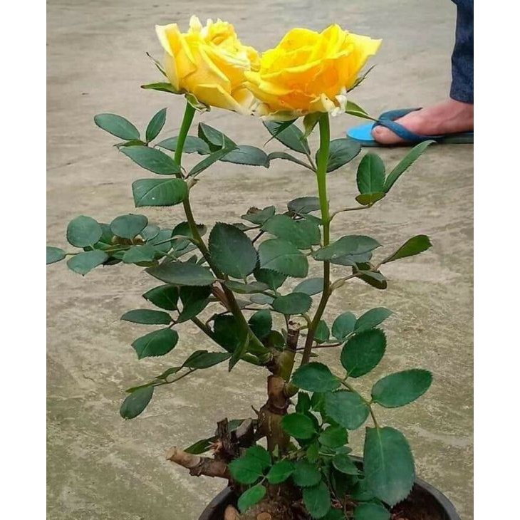 GỐC HOA HỒNG NGOẠI-cây rễ trần