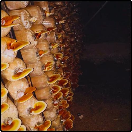 Phôi giống nấm Linh chi - (01 kiện 10 bịch nấm)