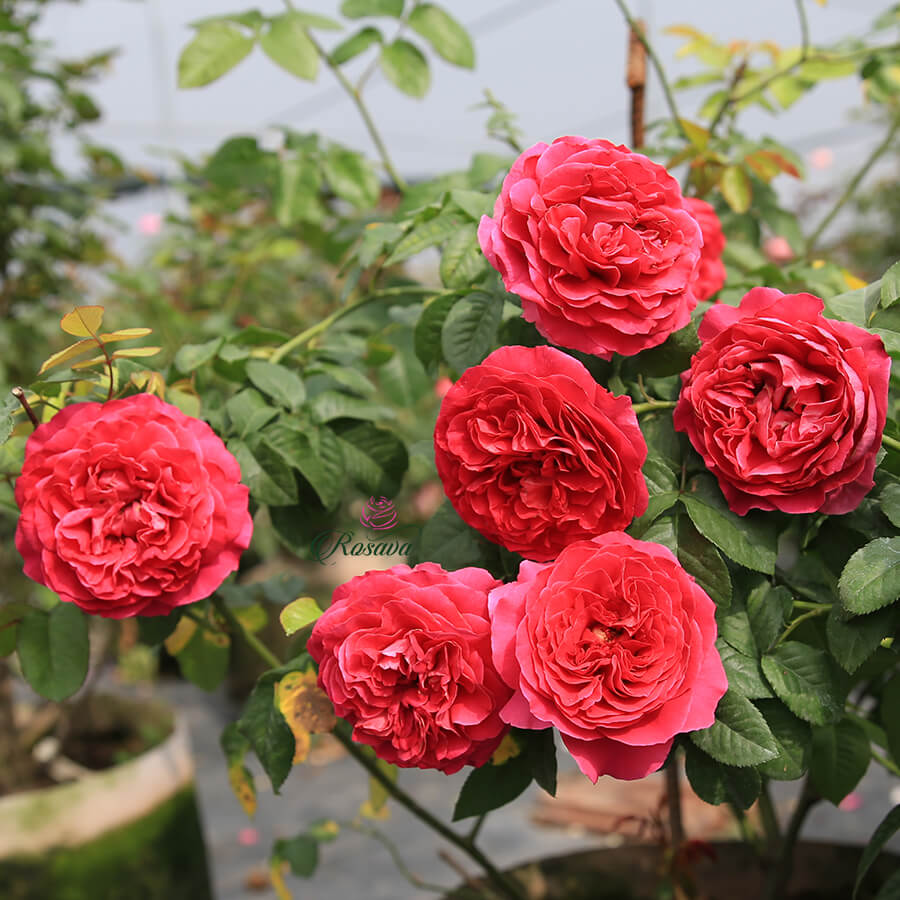 (Mời Mùa) 3 hoa hồng ngoại bụi Kate Rose xinh