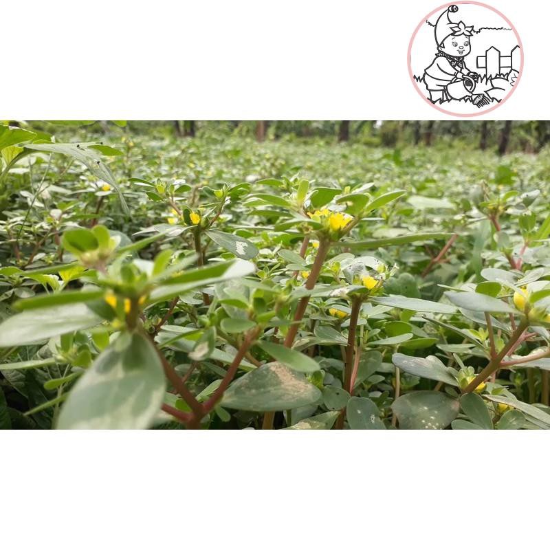 Hạt rau sam, rau sam - gói 2 gram