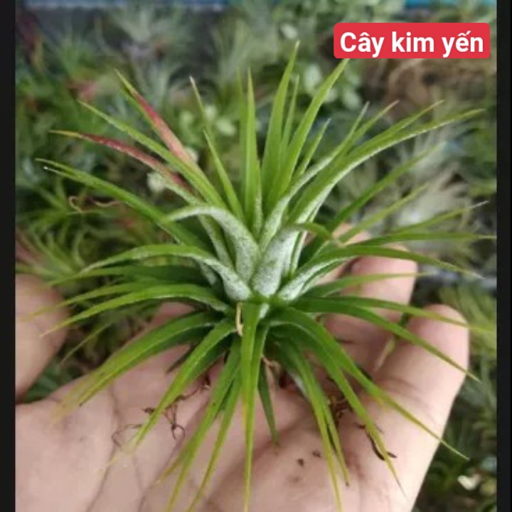 cây không khí thạch thảo lớn (màu đỏ size nhỏ)
