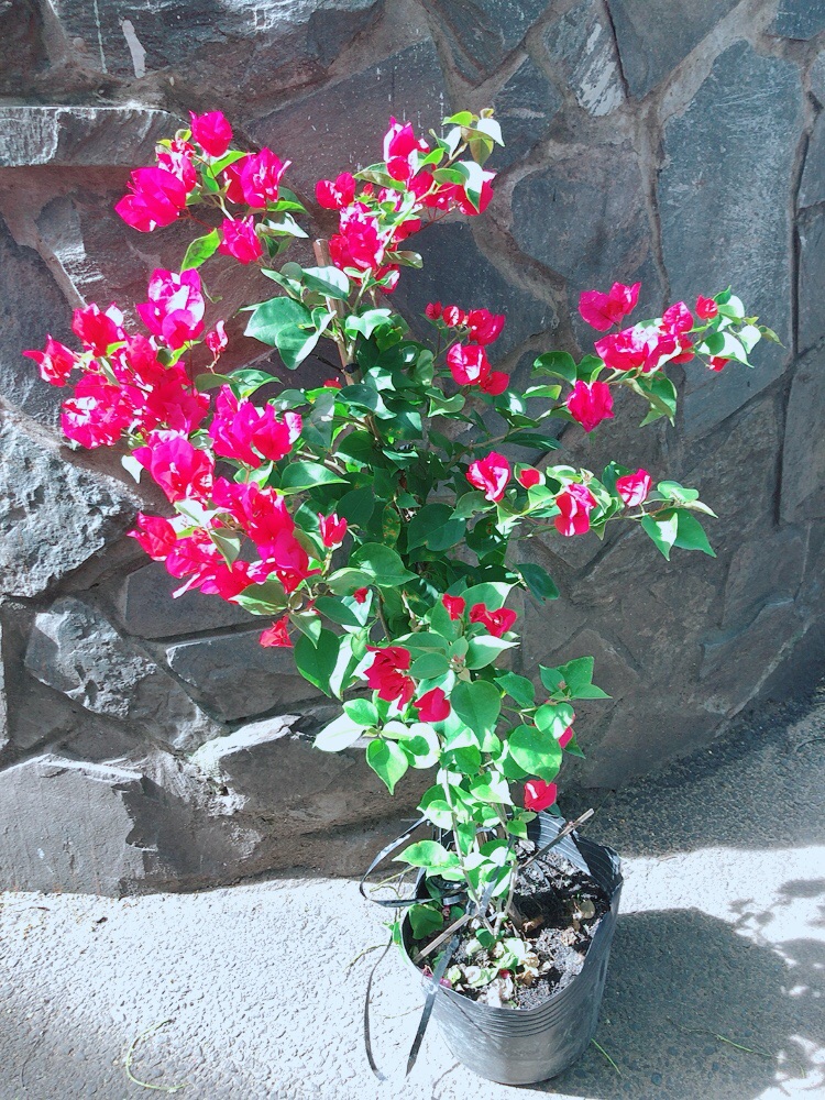 Cây Hoa Giấy
