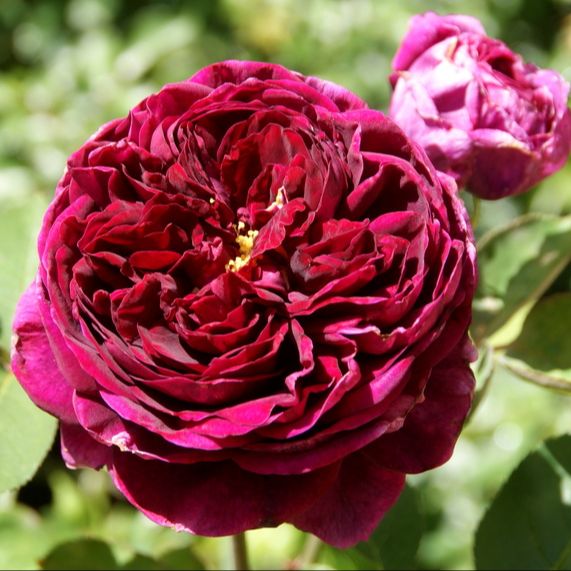Hoa hồng Autumn Rouge rose - hồng bụi, hoa thơm