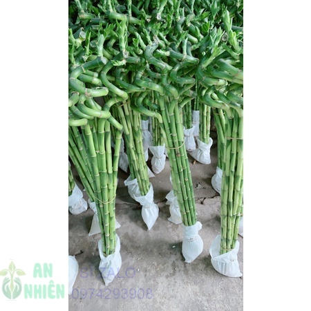 [HCM]Phát Tài Xoắn 25k/Cây
