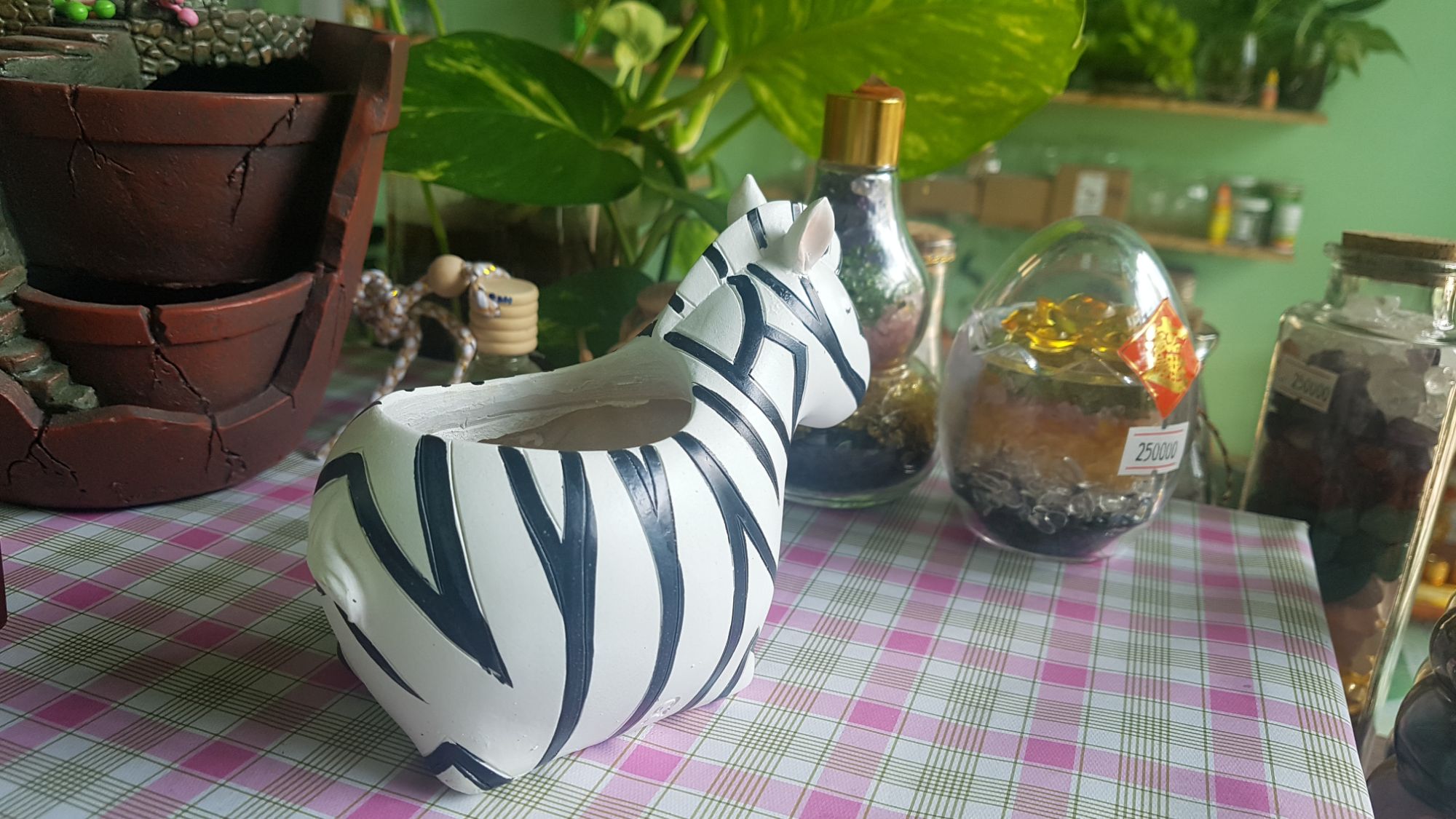 chậu trồng cây ngựa vằn