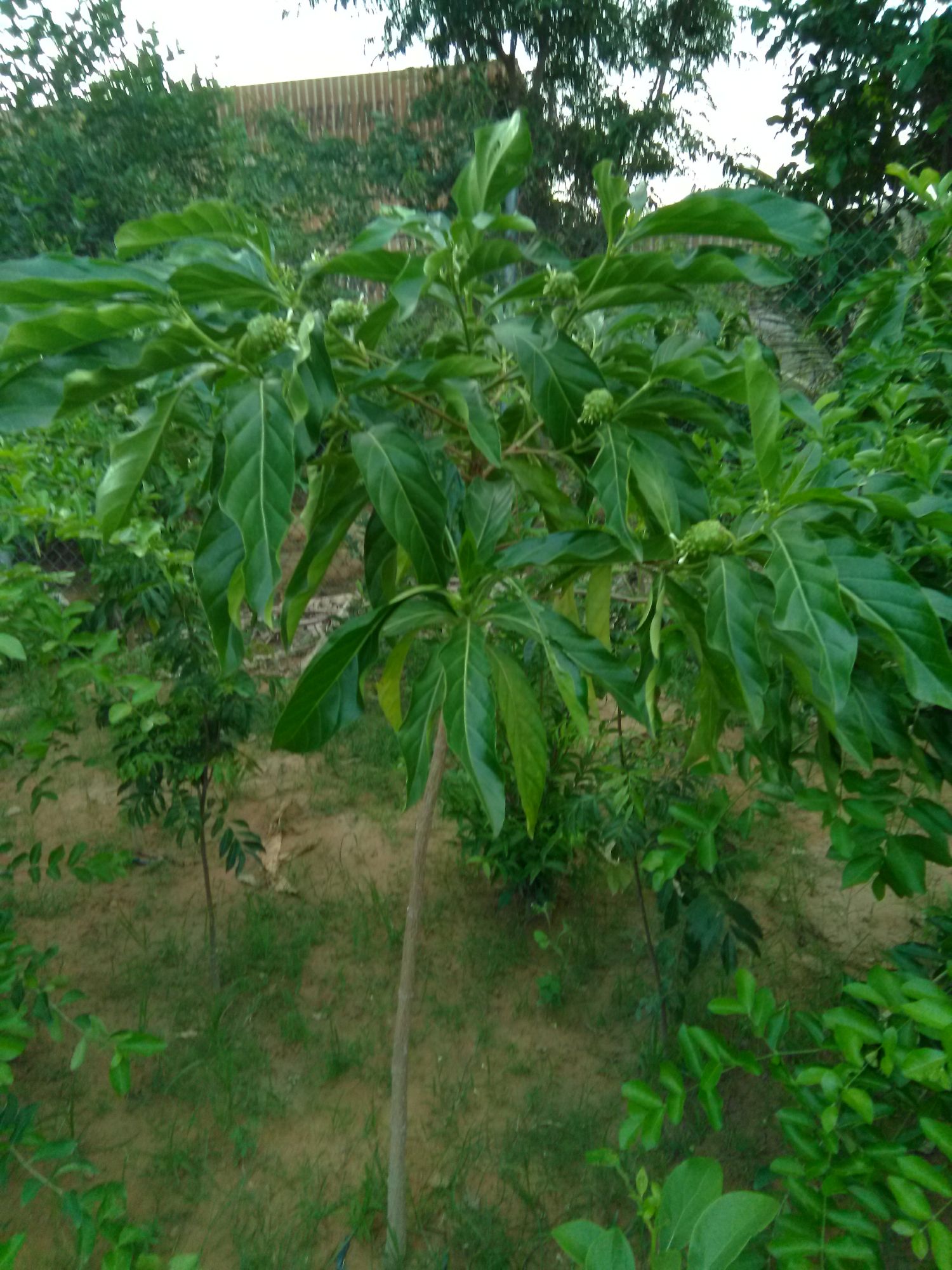 Cây nhàu lớn,  cao khoảng 1.5m