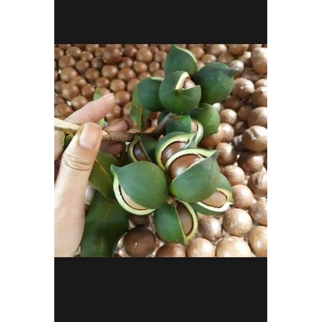 Cây Giống Macca Ghép Chuẩn ( sản phẩm có bảo hành toàn quốc)