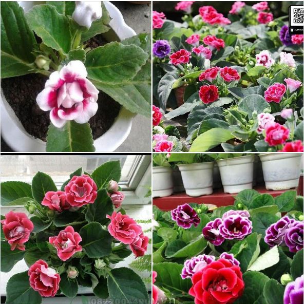 Hạt Giống Hoa Tử La Lan Mix - Gói 5 Hạt ( Kèm gói kích thích hạt nảy mầm )