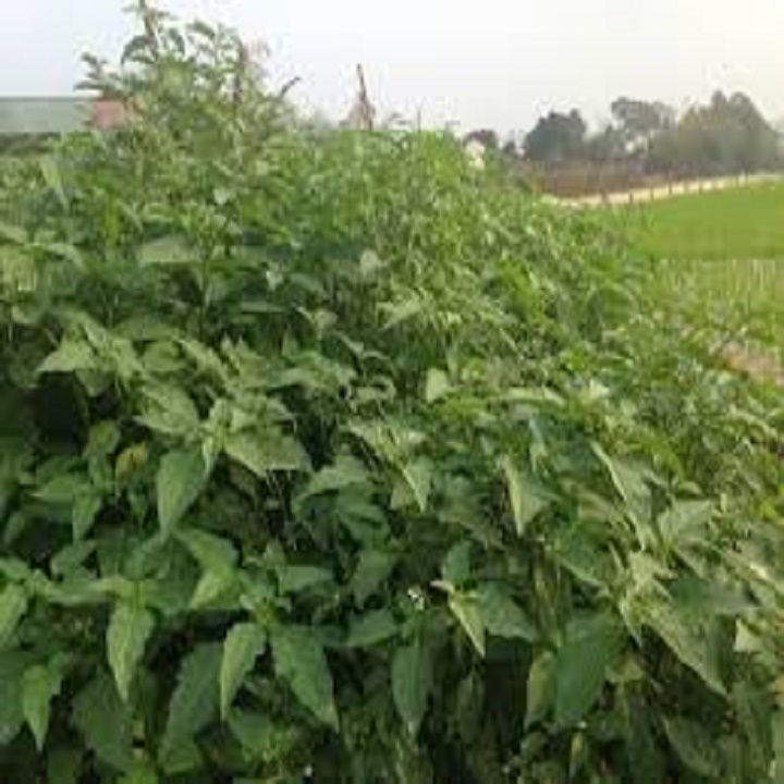 cây giống cây rau tầm bóp