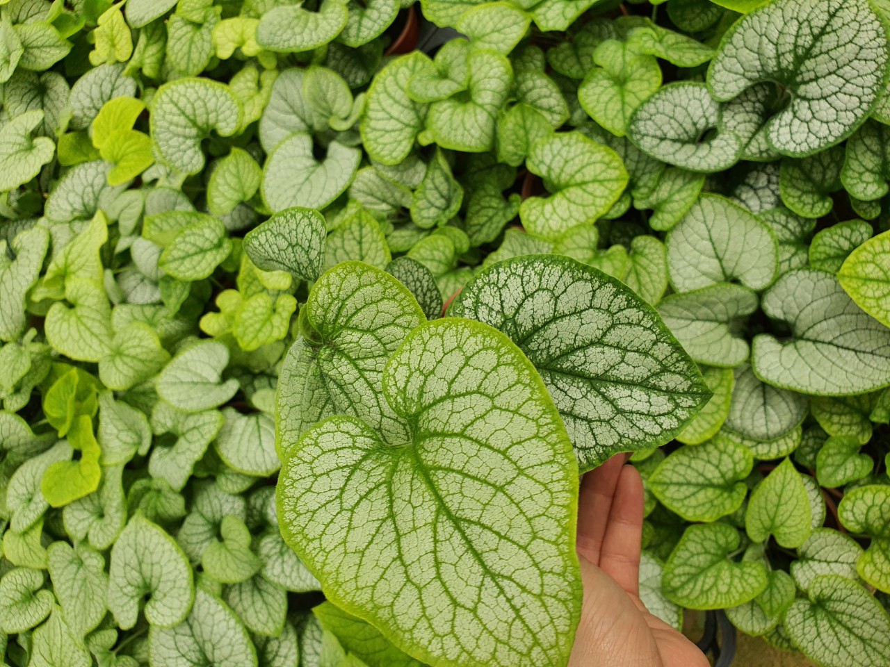 Cây brunnera lá hình trái tim.