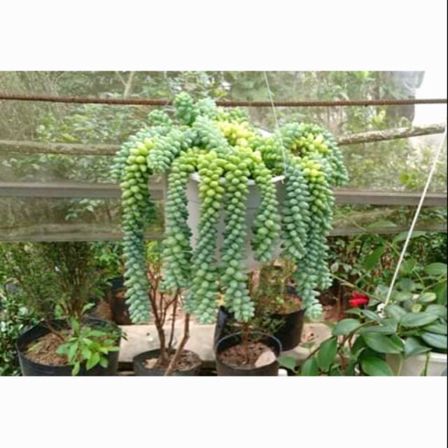 CHẬU TREO SEN ĐÁ CHUỖI NGỌC BI LỚN ( SIÊU XINH, ĐÃ THUẦN KHÍ HẬU )
