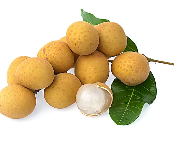 Cây giống Nhãn IDO SIÊU TRÁI.  [ Cây ghép cho trái sớm ].