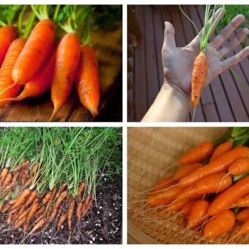 Hạt Giống Cà Rốt Mini F1. Túi 100 Hạt