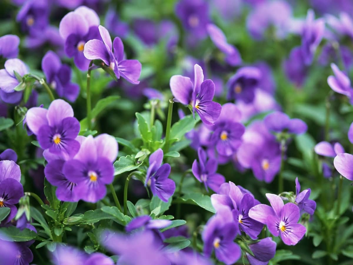 Hạt giống hoa Violet VTP78 | Vạn Tín Store