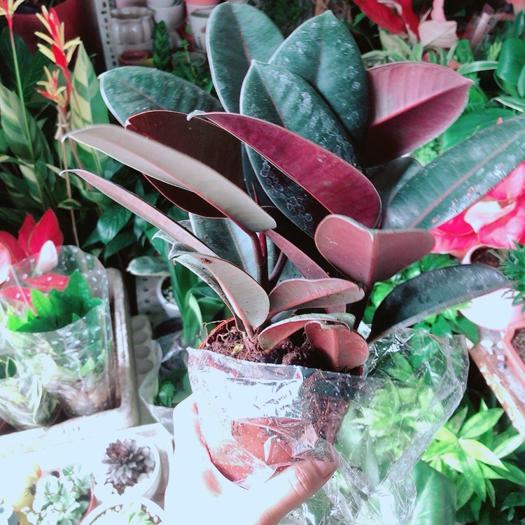 Cây búp đa đỏ