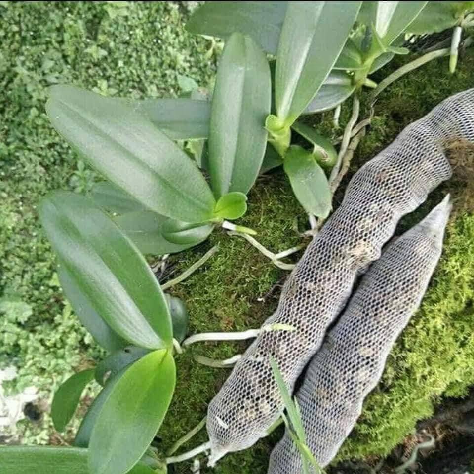 10 túi Phân dê bón lan dài 20 cm