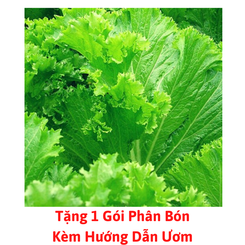 [Lấy mã giảm thêm 30%] Gói Hạt Giống Cải Bẹ Mào Gà