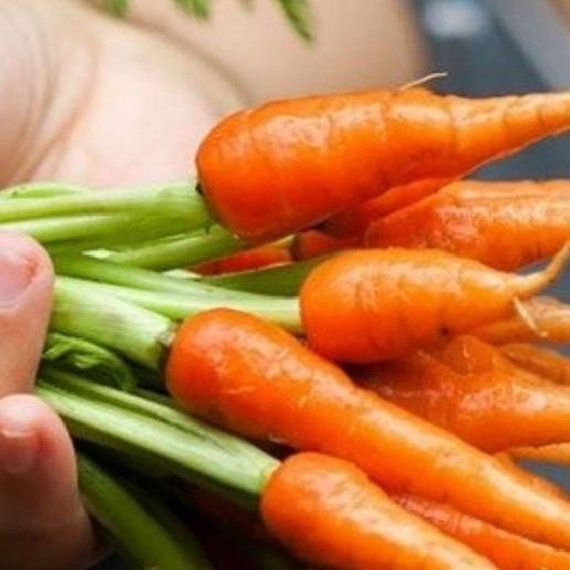 Hạt giống cà rốt mini ( cà rốt tí hon ) - 100 hạtgói