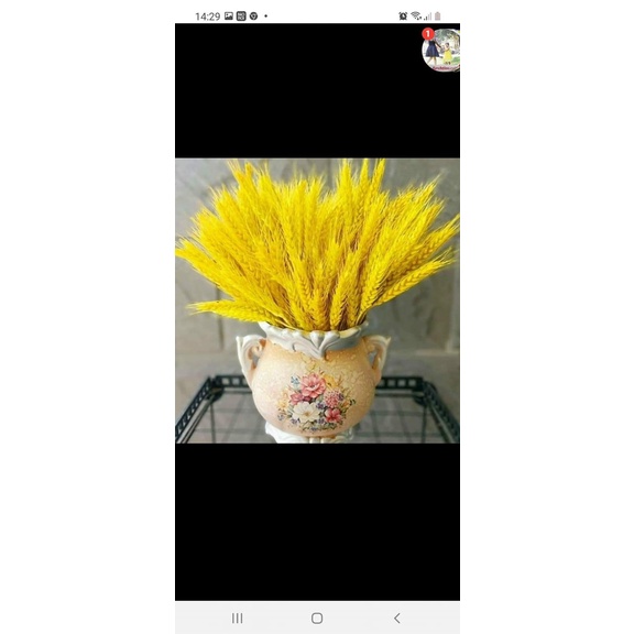 100 BÔNG LÚA MẠCH VÀNG