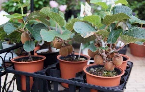 [Lấy mã giảm thêm 30%] Gói Hạt Giống Cây Kiwi