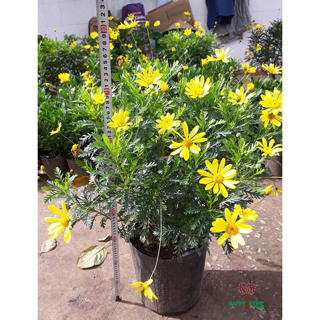 Cây hoa cúc thân gỗ (cúc trường thọ - cúc vạn niên) - Trang Flower