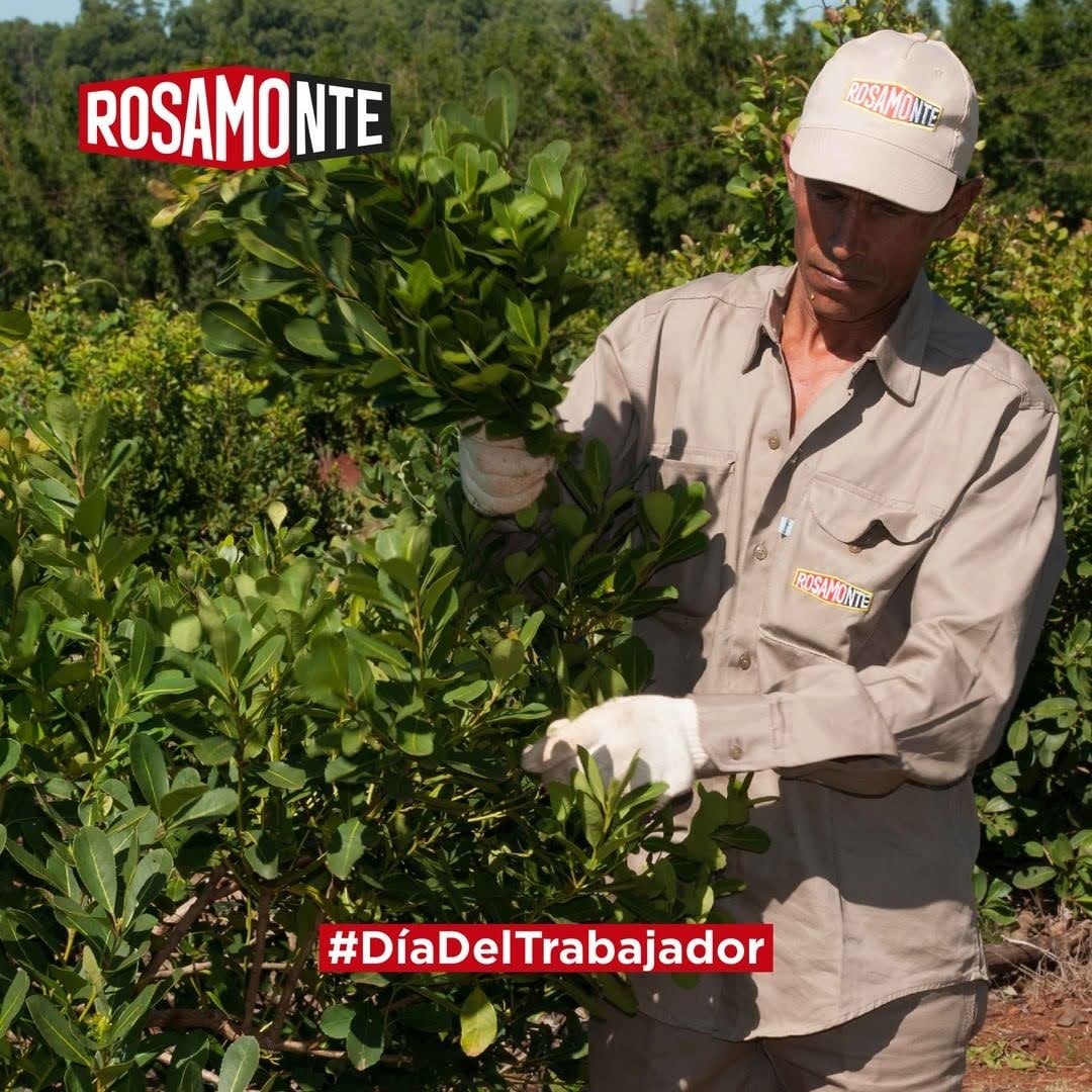 Trà Yerba Maté - ROSAMONTE - Trà túi lọc
