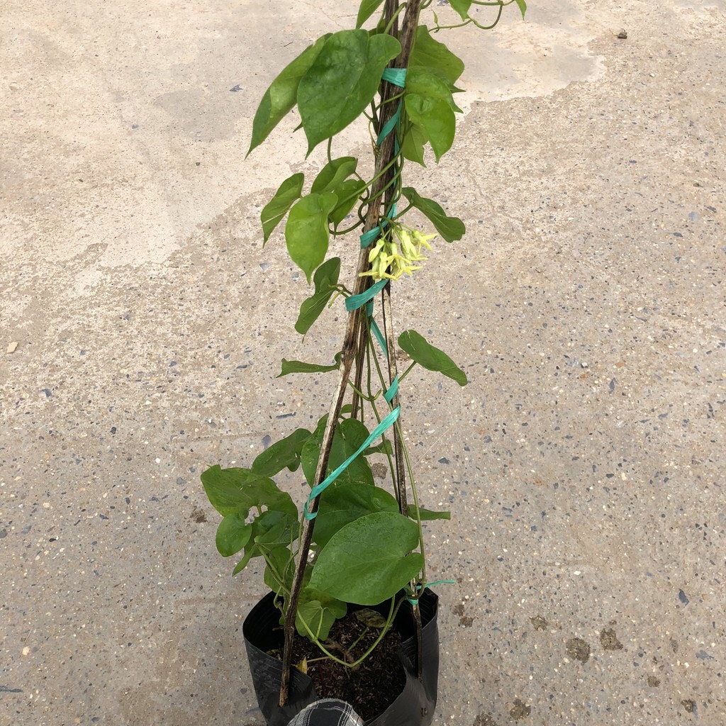 Cây hoa thiên lý giống cao 50cm