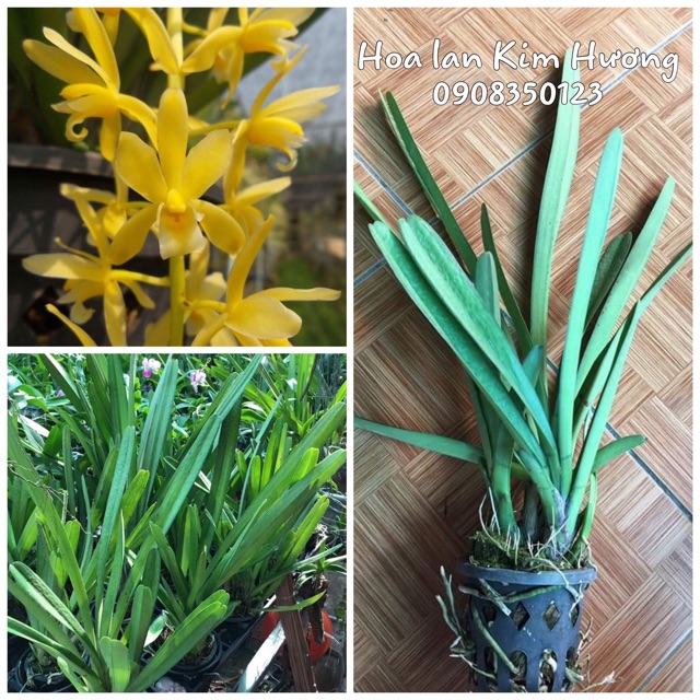 Phong lan kiếm vàng nhập từ Thái Lan