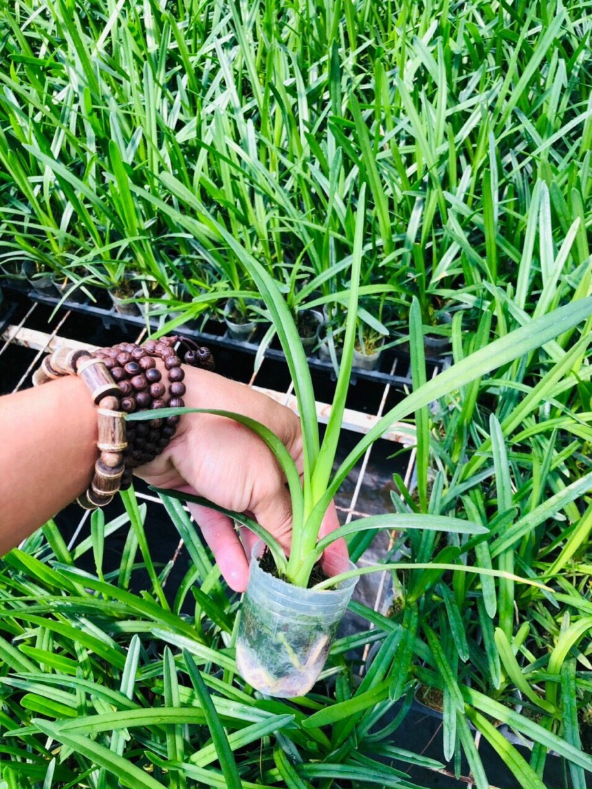 Kiếm Phan trí tự thụ size cây giống