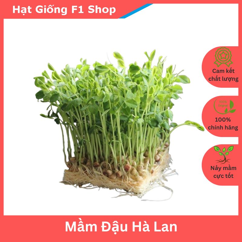 Hạt Giống Rau Mầm Đậu Hà Lan Nhiều Dinh Dưỡng