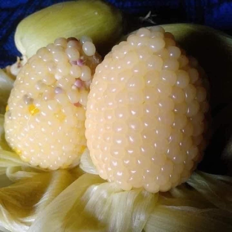 Hạt giống bắp nếp nù ,ngô nếp nù(100gr)