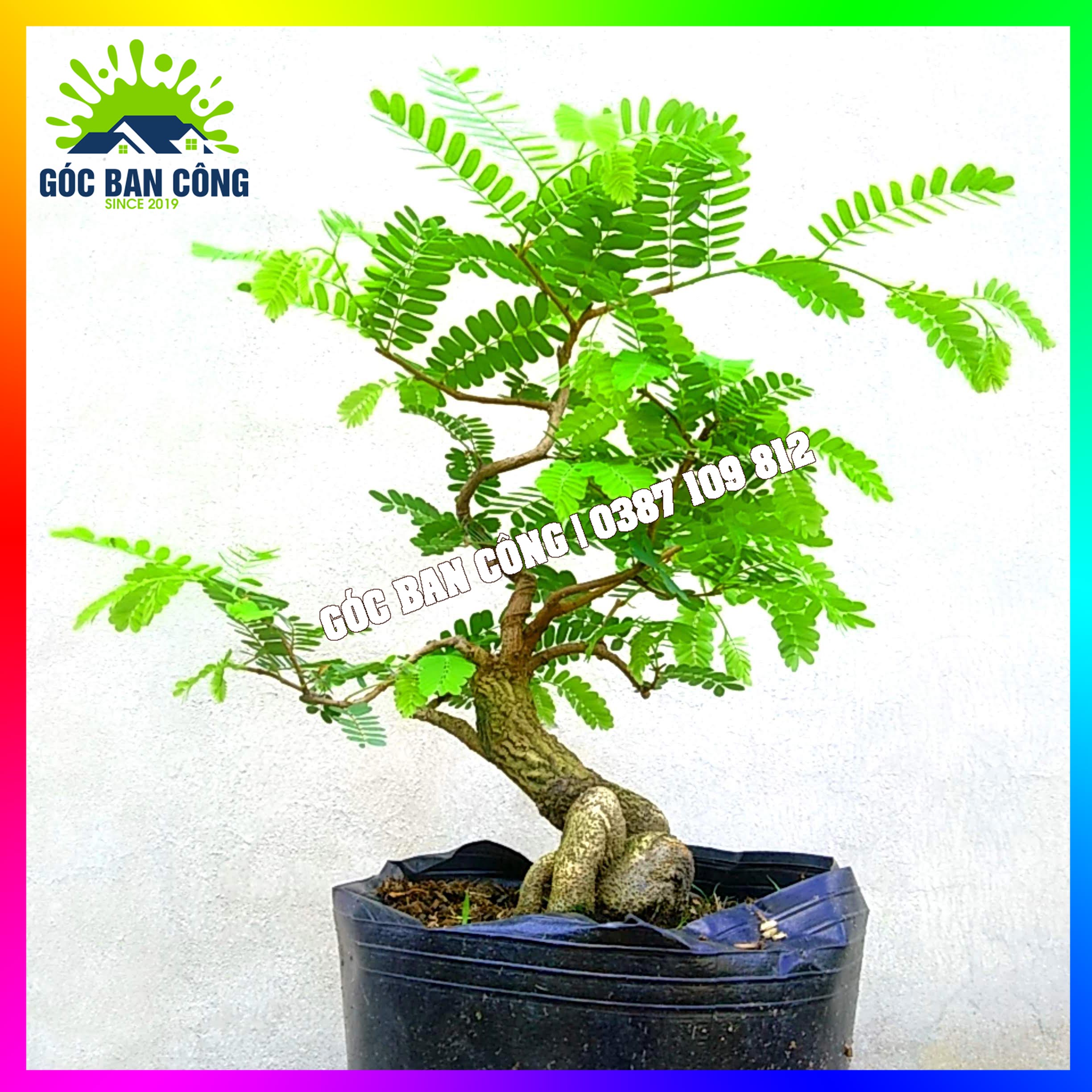 Cây Me Bonsai Mini - MCBS05