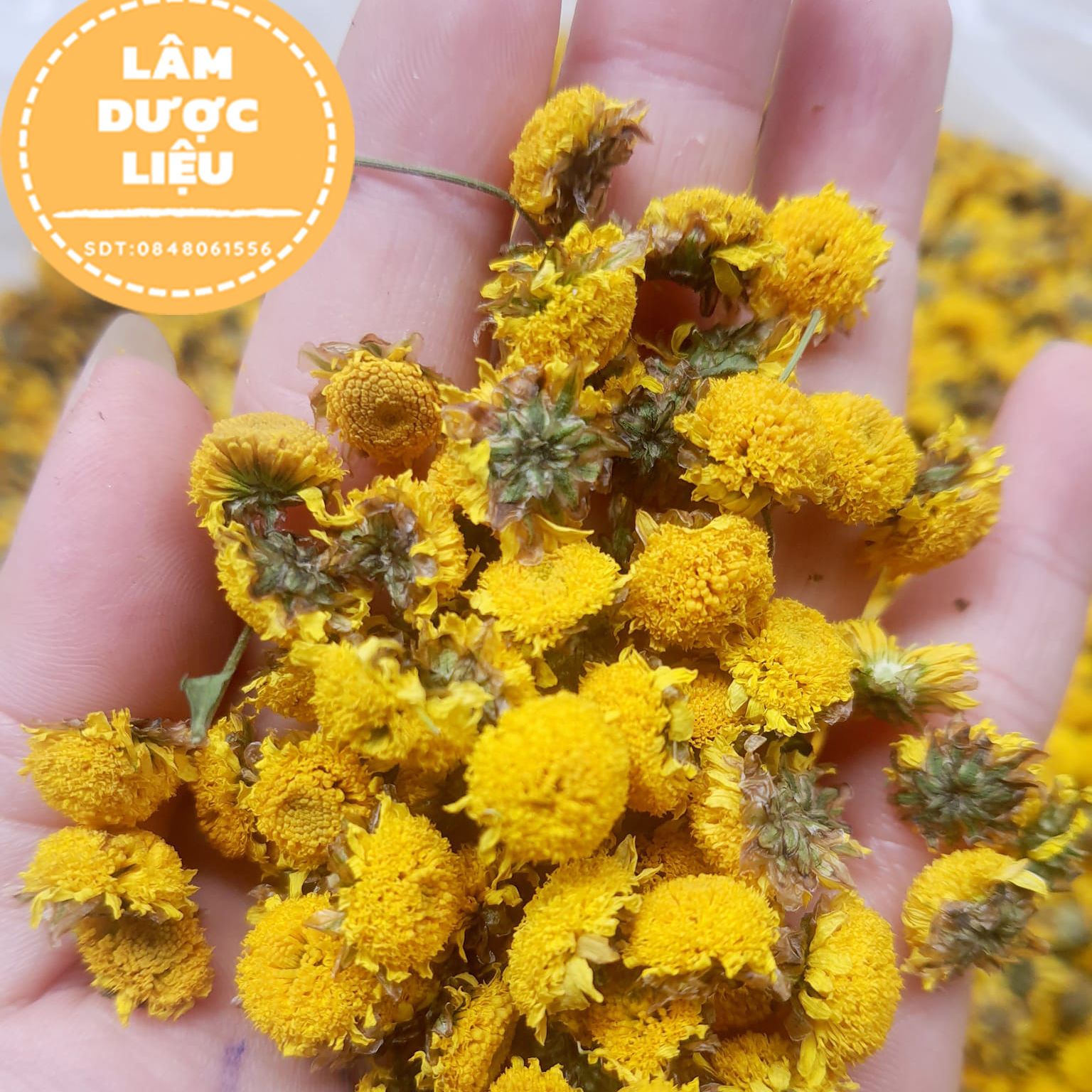 [HÀNG THƯỢNG HẠNG] 100g Trà Cúc Chi Sấy Lạnh