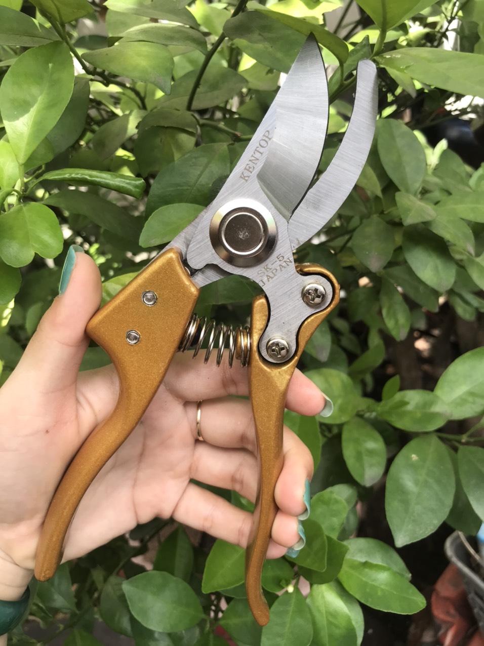 [HCM]kéo cắt cành cây KENTOP SK5 kéo cắt cành cây nhật bản