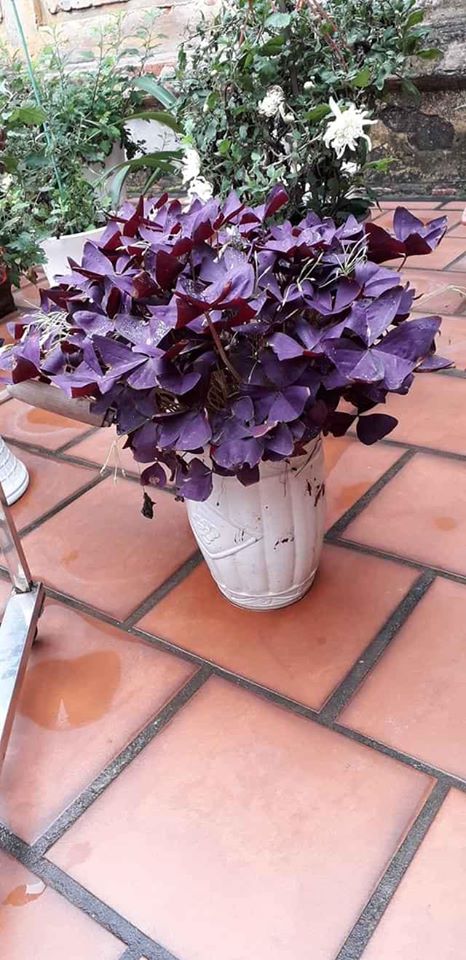 Set 50 Củ hoa bướm đêm lên 100%