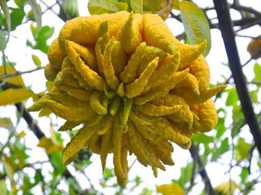 Cây giống Phật Thủ