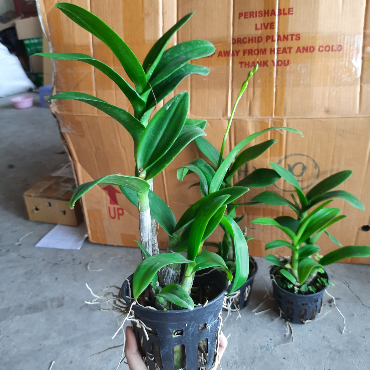 HOA LAN DEN LAI CAT BẠCH TUYẾT