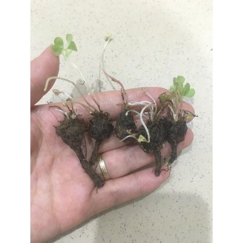 Cỏ ba lá(10 củ)