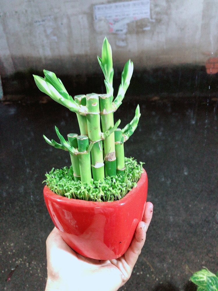 Chậu Trúc Phát Tài