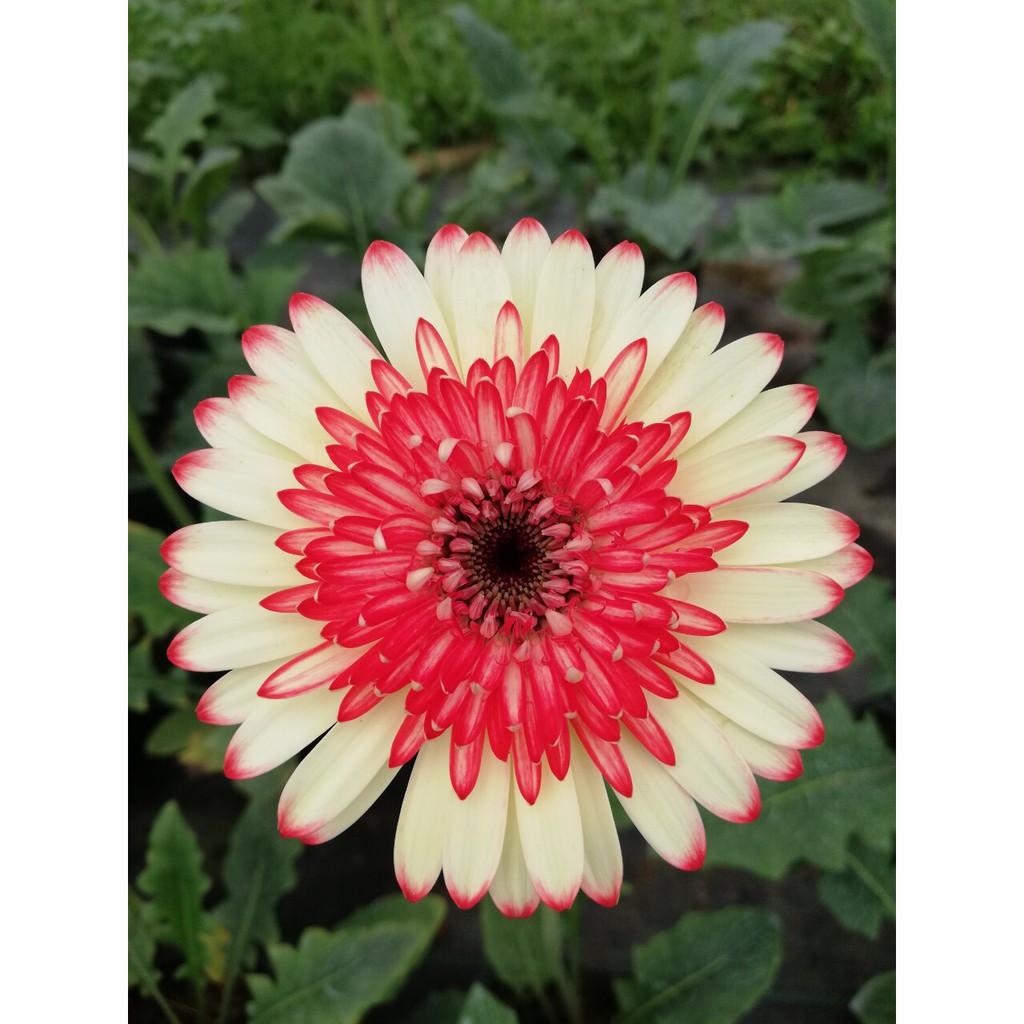 CHẬU HOA ĐỒNG TIỀN HÀ LAN CÁNH KÉP