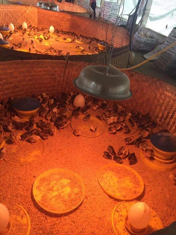 Bóng úm cac bon úm gà, vịt 900W