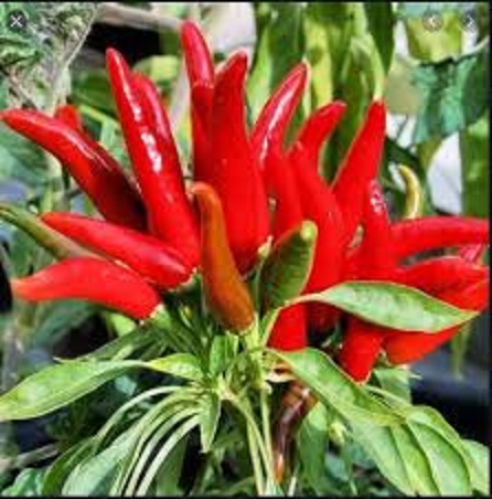 Hạt giống ớt chùm đỏ thái lan -gói 70 hạt