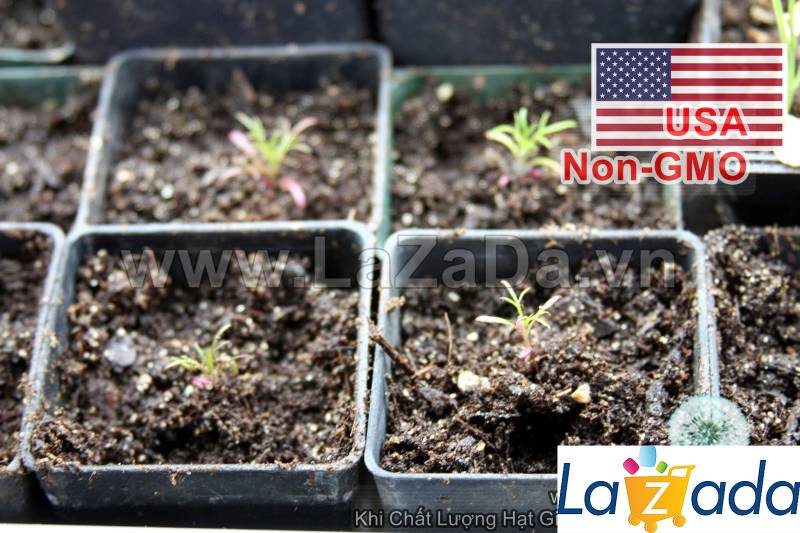 1000.HẠT Hạt Giống Hoa Cúc Sao Băng USA (| -KD: B25*V74)