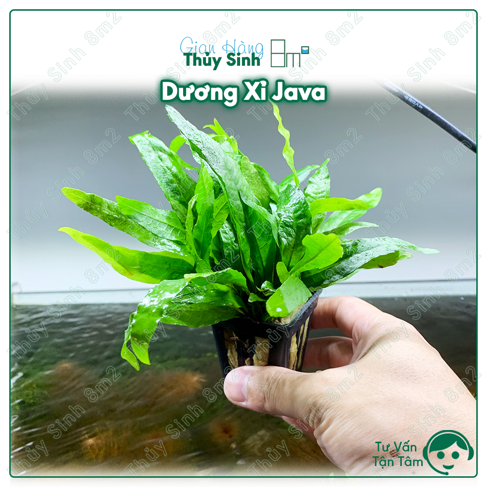 Cây Dương Xỉ Java | Cây Thủy Sinh Không CO2, Bám Giá Thể | 8m2