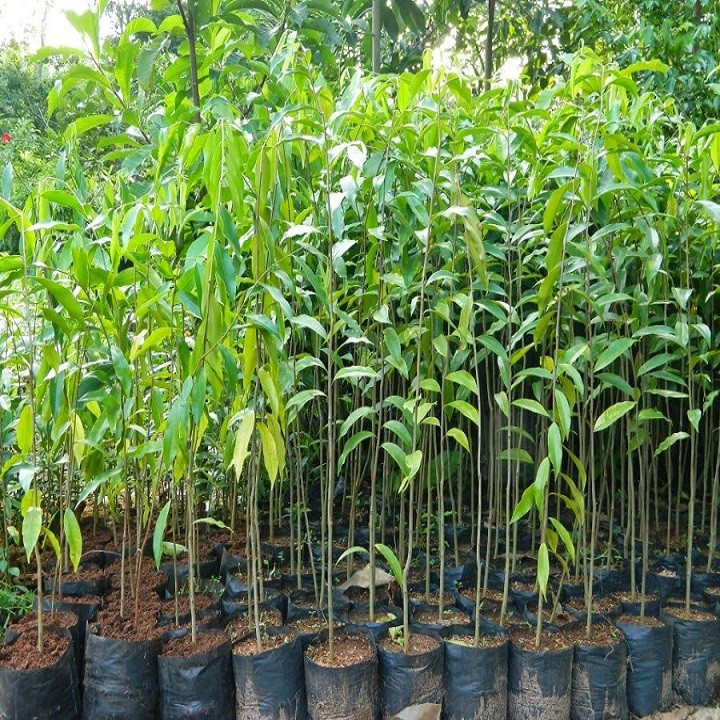 Combo 5 Cây giống trầm hương - 76789