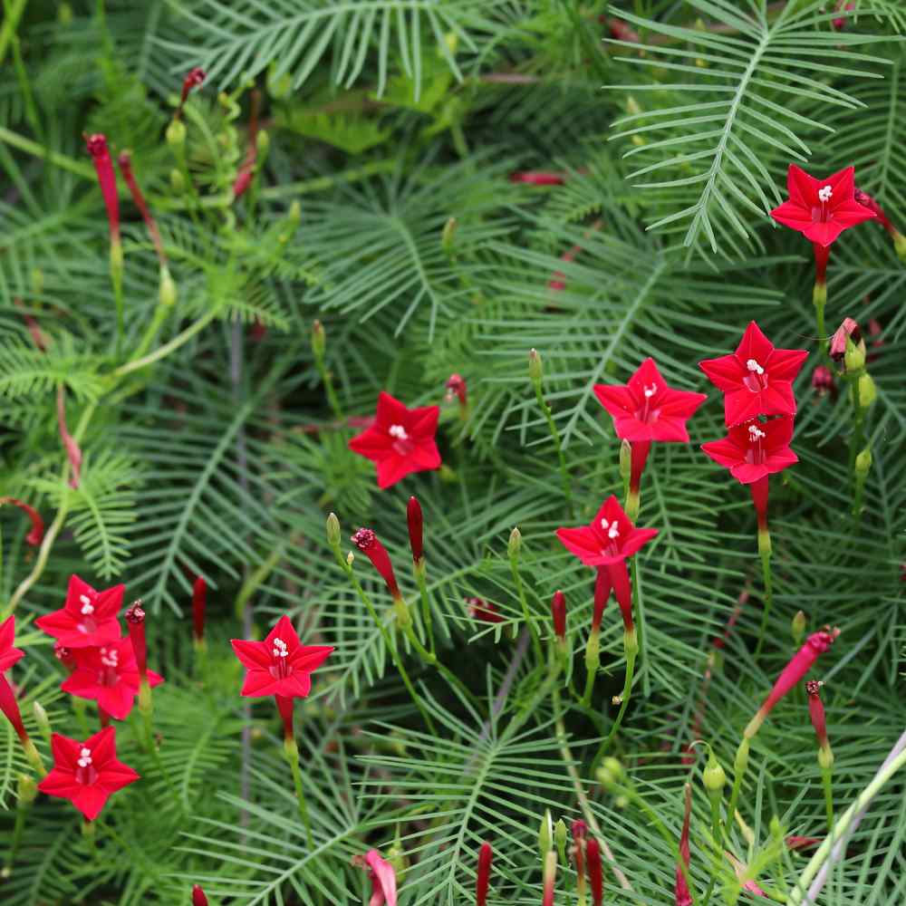 Hạt giống hoa dây leo tóc tiên đỏ (gói 20 hạt)