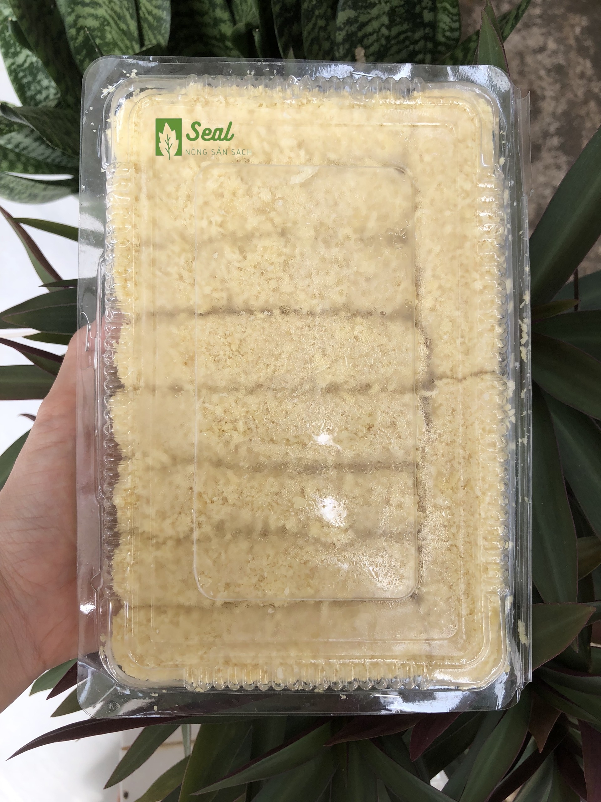 PHO MAI QUE (20 CÂY)